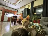 Пропал кот СФИНКС рыжий велюровый Вознаграждение 200.000, фотография 5