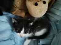 отдам  в добрые руки, фотография 2