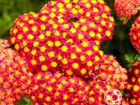 Тысячелистник Паприка