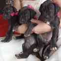 Продам щенков немецкого дога, фотография 7