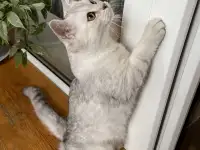 Продам кота, фотография 3