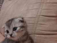 Продам котят мальчиков и девочек., фотография 11