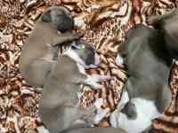 Стаффордширский терьер (стаффорд), фотография 7