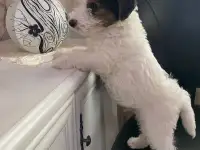 Предлагаются к продаже очаровательные щенки фокстерьера!!, фотография 6