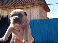 Продам щенков Американского булли Pocket, фотография 6