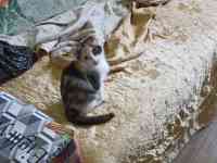 Отдам котенка девочку, двухмесячную, фотография 3