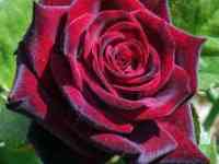 Саженцы, фотография 3