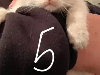 6 котят Девочки Есть домашнюю еду молококорм приучена к лоткуигривыемышеловки, фотография 5