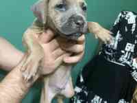 Стаффордширский терьер (стаффорд), фотография 2