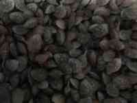 Семена Эспарцет сорта 