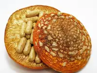 Fungopoles, фотография 3