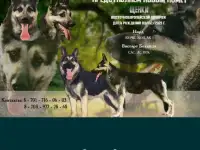 продам Восточно Европейского кабеля 2.5 г, фотография 5