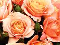 Роза бенгали, кордес