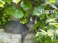 Отдам котят в добрые руки, фотография 8