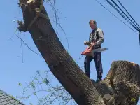 Спил деревьев по городу Алматы и Алматинской области, фотография 2