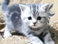 Котята скоттиш фолд и скоттиш страйт, фотография 2