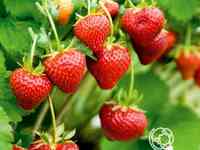 Семена Клубника Медовое лето 5шт