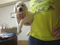 Продаются щенки Лабрадор ретривер, фотография 4