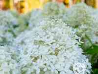 Гортензия роял фловер