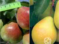 Груша 2 в 1: чижовская/северянка краснощёкая