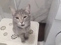 отдам кошку в хорошие руки, фотография 3