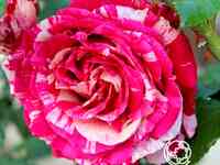 Роза бест импрешен чайно-гибридная, тантау