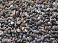 Семена сосны 