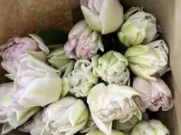 Тюльпаны премиум класса оптом к 8 марта, фотография 5