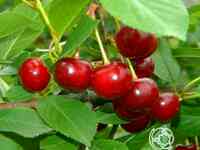 Вишня кубенская