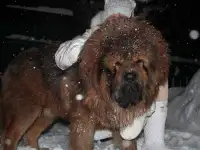 Продам щенков тибетский мастиф, фотография 5