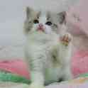 Великолепные котята породы Рэгдолл, фотография 8