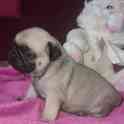 продам щенка мопса, фотография 3