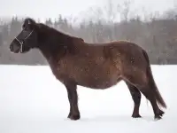 Продажа пони. Пони-ферма., фотография 11