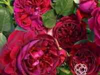 Роза фальстафф, д.остин кустарниковая