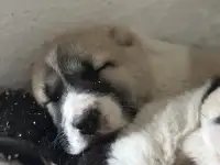 В продаже щенки Алабая, фотография 5