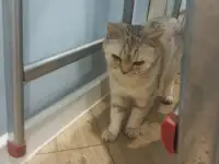 Кошка породистая британская, фотография 2