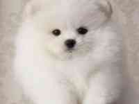 В продаже щенки померашки, фотография 2