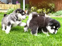 Щенки маламута для души и выставок, фотография 5