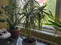 Продаю комнатные растения, фотография 3