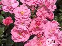 Роза Мираж флорибунда