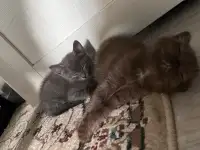 шоколадный котёнок, 3 мес, мальчик, фотография 4