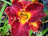 Лилейник ноти ред