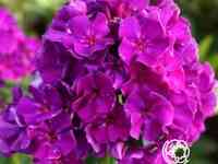 Флокс метельчатый Роберта