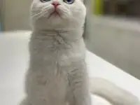 Девочка шотландская вислоухая в белом окрасе с голубыми глазами., фотография 3