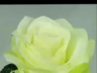 Саженцы роз, фотография 2