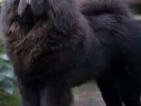 Продам чау-чау, фотография 2