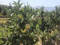 Плодоносящие интенсивный яблоневый и косточковый сады, фотография 2