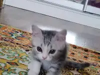 Продаю котенка мальчика,, фотография 3