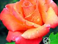 Роза Амбассадор чайно-гибридная