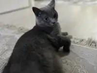 Кот британский короткошерстный, фотография 4